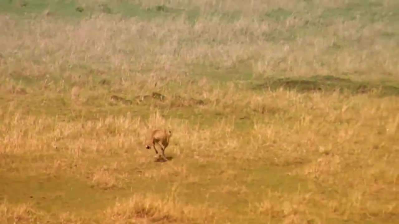 WORLD’S FASTEST ANIMALS FAIL! Grant’s Gazzele Take Down Cheetah With Horns, Lion Hunt Imapala Fail-3