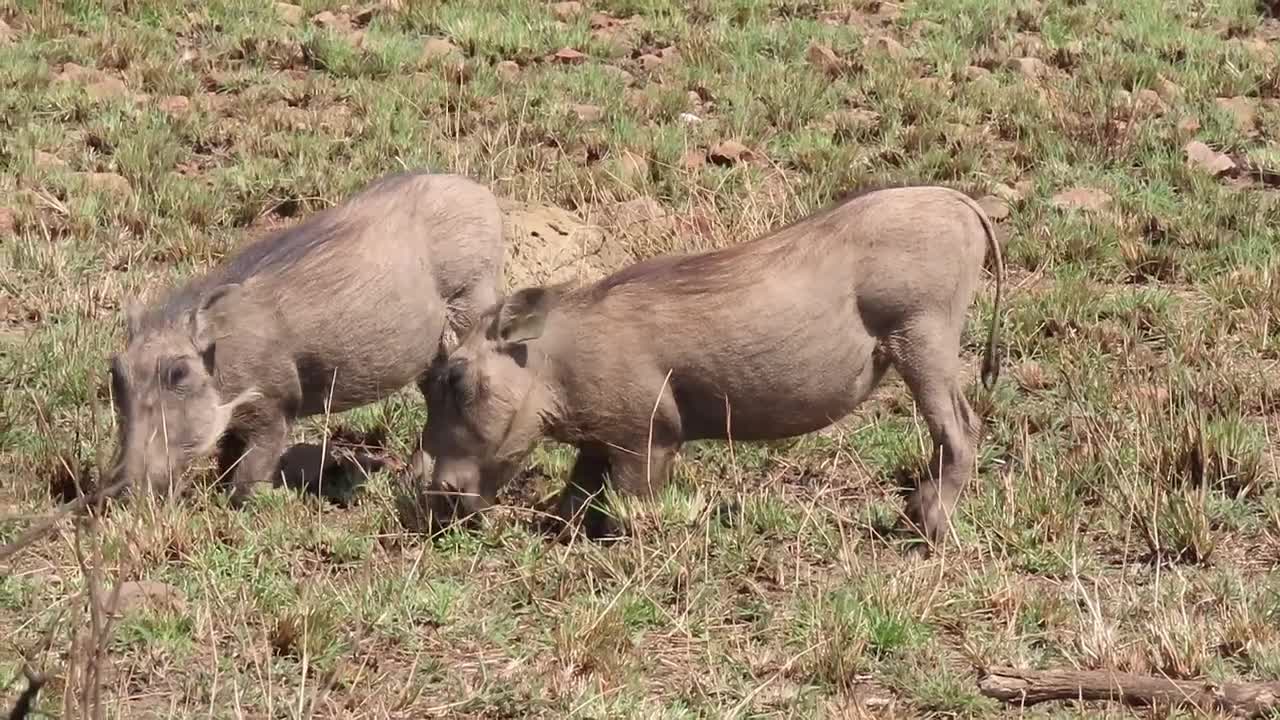 Dinokeng Game Reserve - Winter 2022