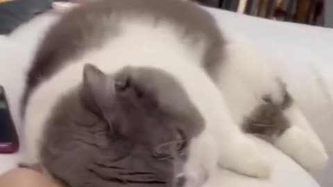 Cute Cat Video