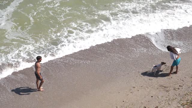 My dog ​​plays ball with us on the beach