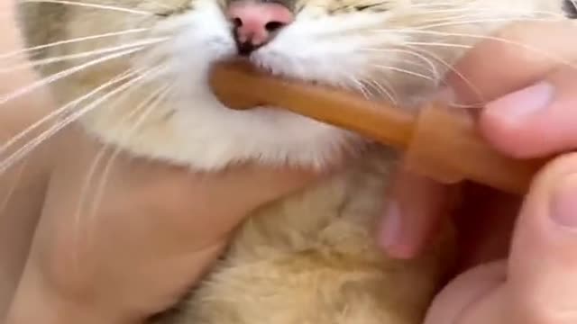 Does your cat have bad breath