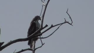 394 Toussaint Wildlife - Oak Harbor Ohio - Sharp-Shinned Hawk