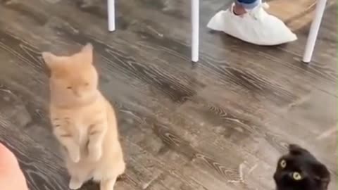 These CATS will make you LAUGH