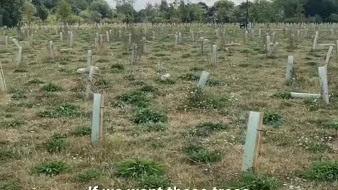 Why Are All These Trees Dead When They Were Supposed to Help Fight the Climate Crisis?