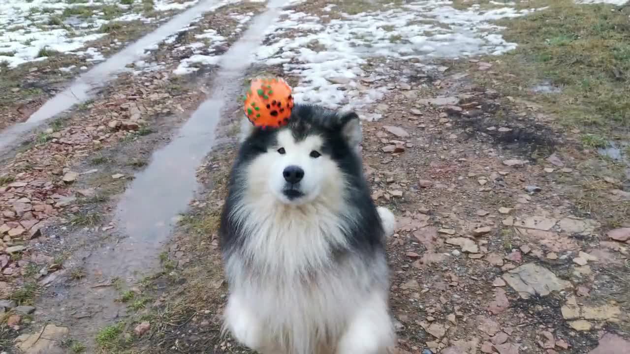 A Siberian husky learning to play with a ball