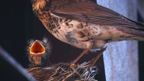 Bird taking care of the chicks in the nest