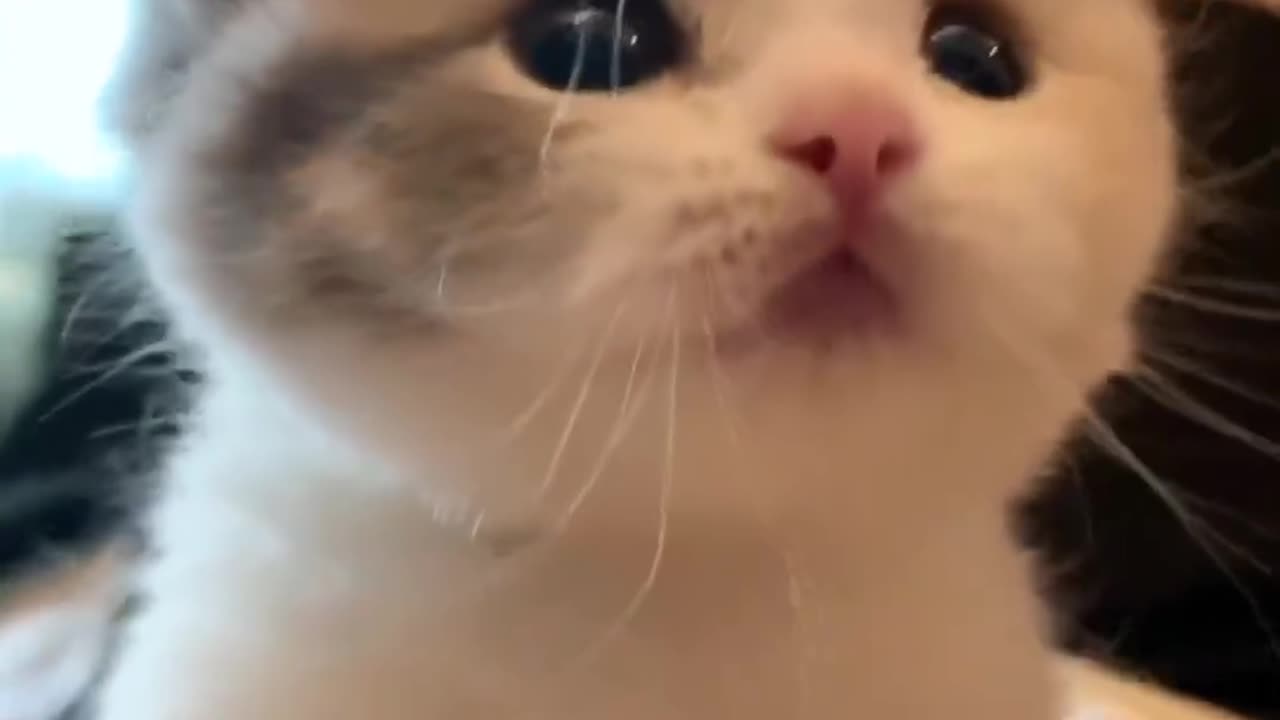 Cute cat meowing