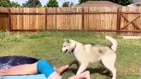 Funny Animal Videos 2022 😂 - Best Dogs And Cats Videos 😺😍.mp4
