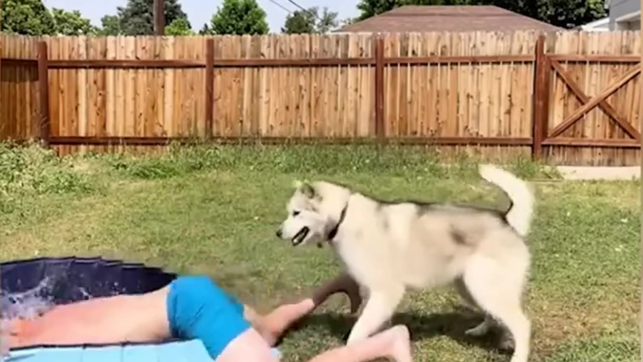 Funny Animal Videos 2022 π - Best Dogs And Cats Videos πΊπ.mp4