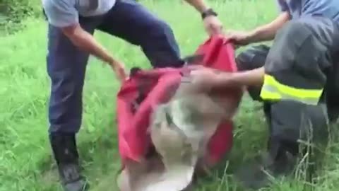 Faith in Humanity Restored!! ❤️ We dont see many of these videos shared on X