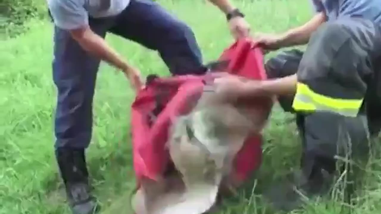 Faith in Humanity Restored!! ❤️ We dont see many of these videos shared on X