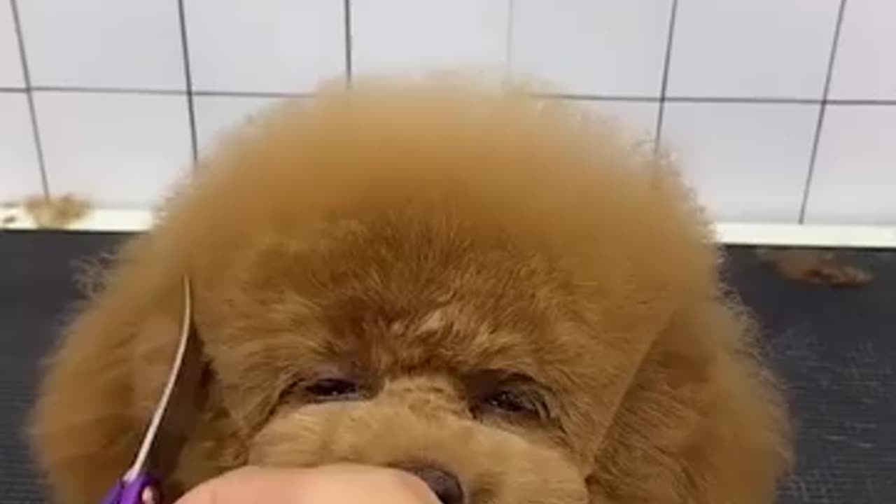 CUTE PUPPY