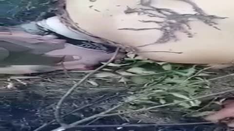 Los ocupantes se retiraron de sus posiciones derrotadas en el sur de Ucrania