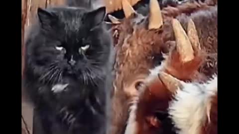 AWW Top Funny Cats And Dogs Videos