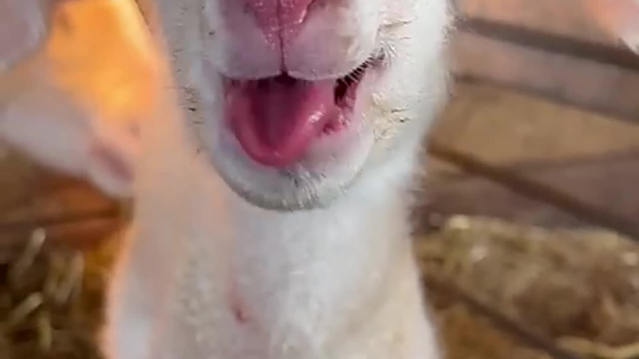 Newborn Lamb is Ready to Party 🐑 !!!