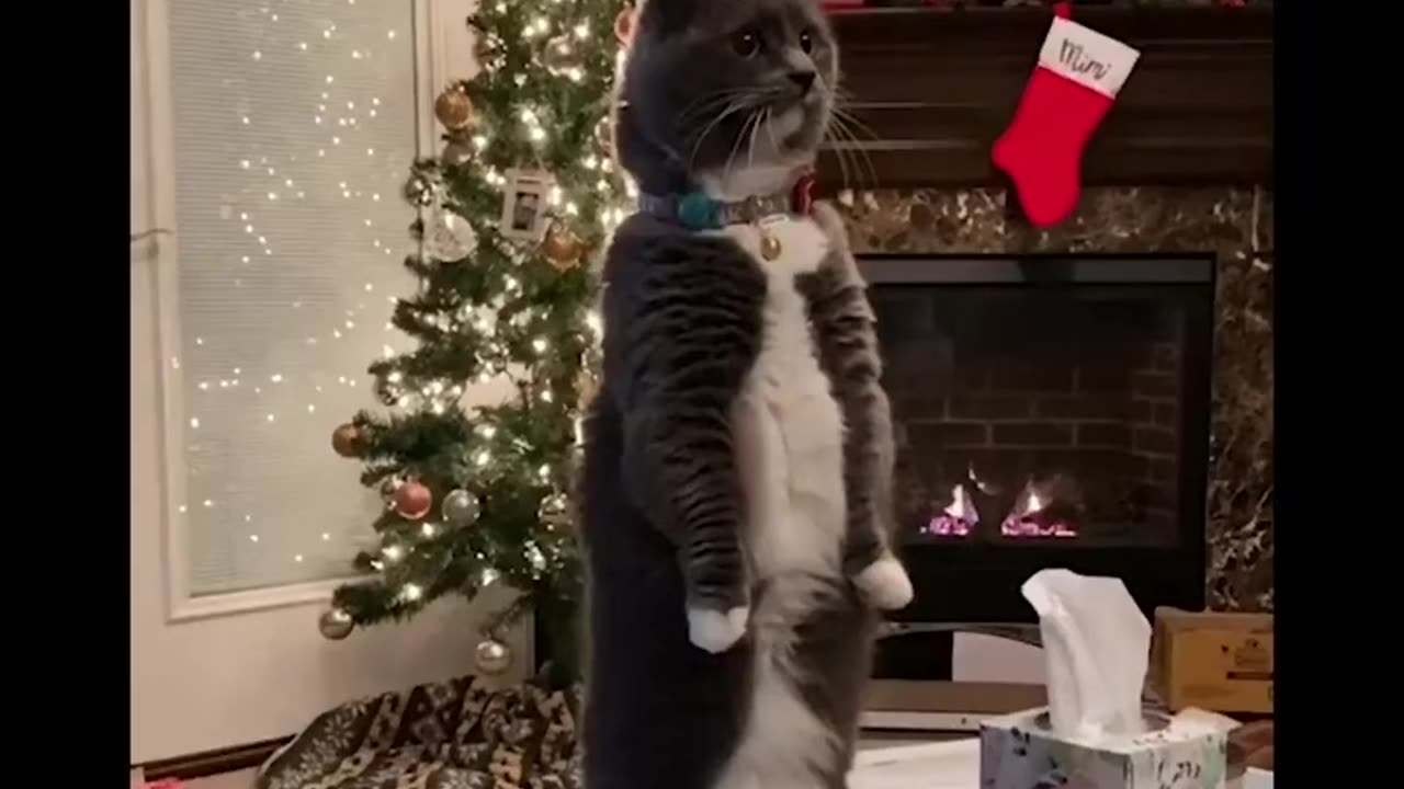 Animals funny video