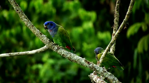 Parrot video