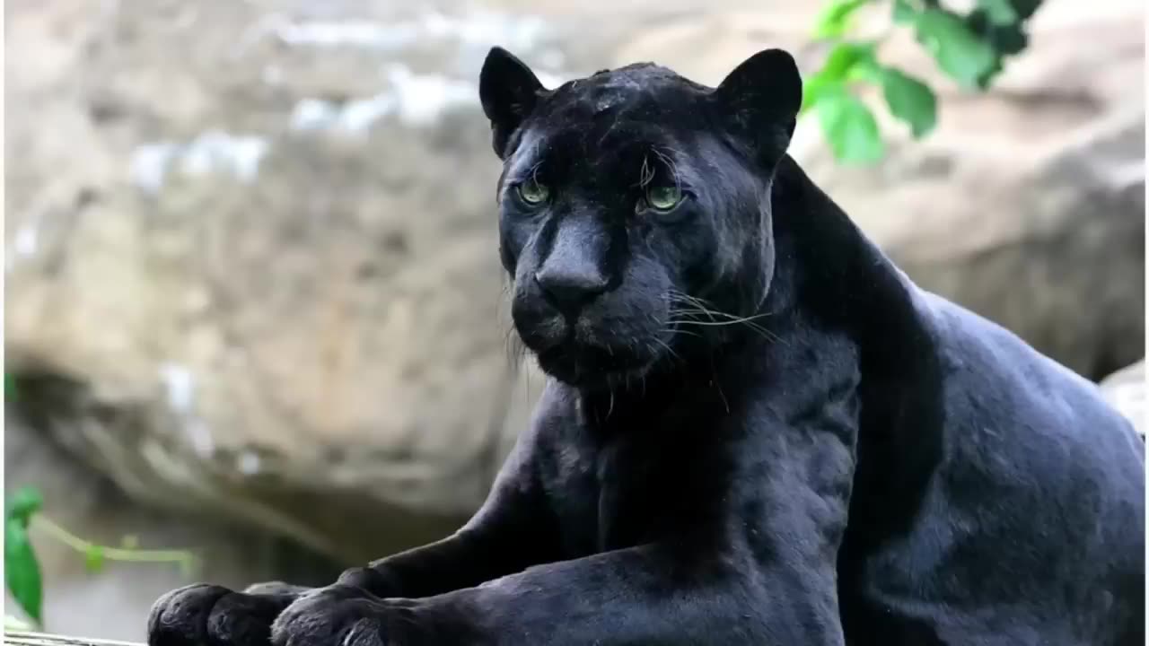 Animals predator