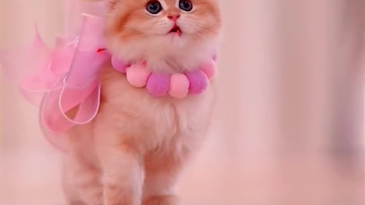 Very fluffy cute cats on a ramp doing cat walk