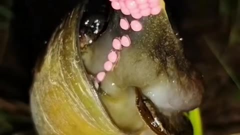This is a beautiful and charming water-dwelling species