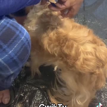 cutting my dogs hair didnt go as planned...