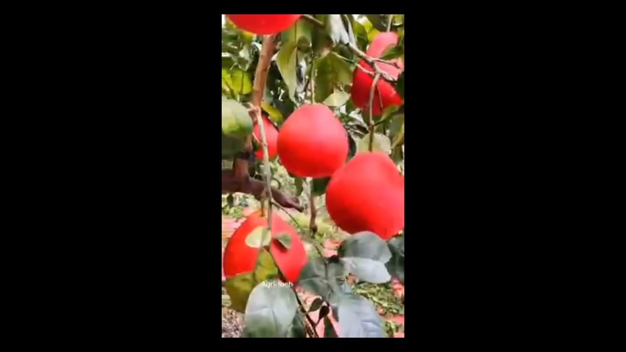 the best grapefruit #shorts #farming #garden