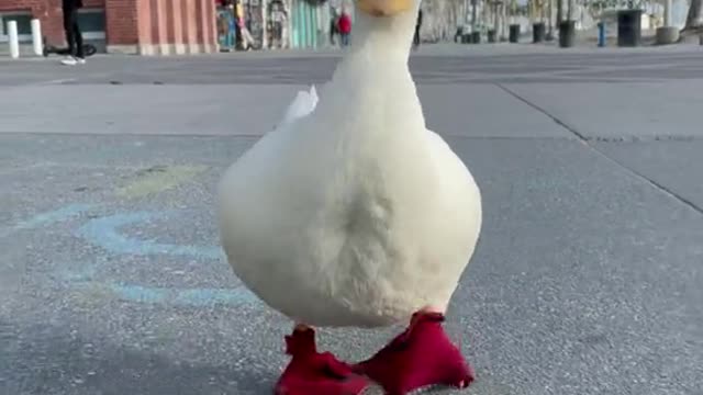 When I grow up, I want to be a duck.