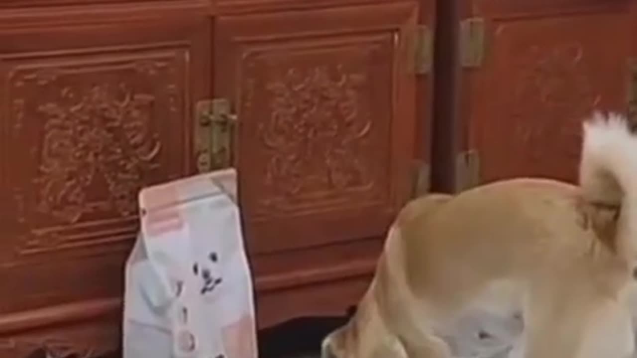 Funny animal video 😂😂😂