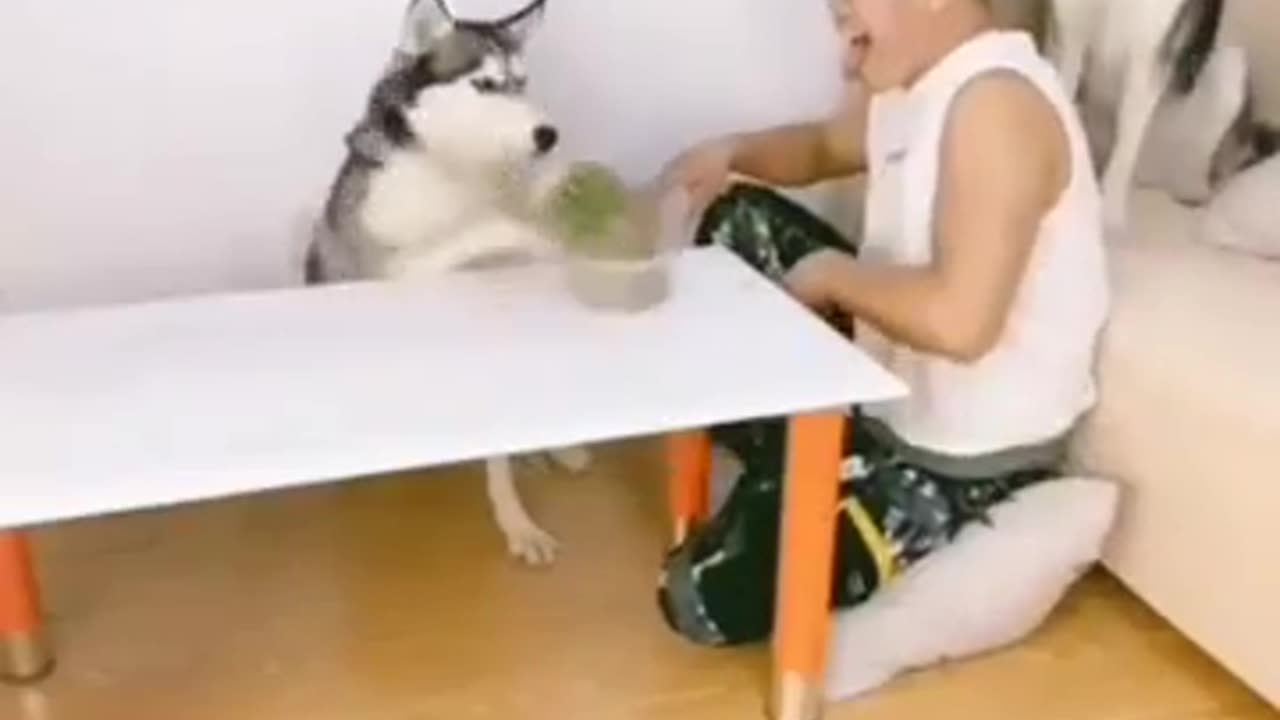 Intelligent pup knows how to have fun with its human