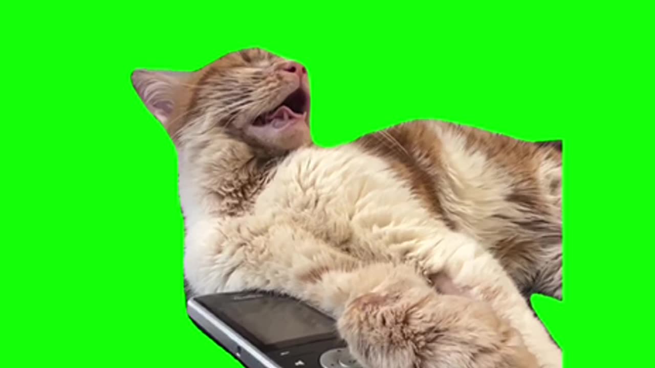 Cat sleeping next to phone meme green screen