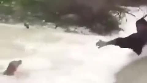 Save dog in water