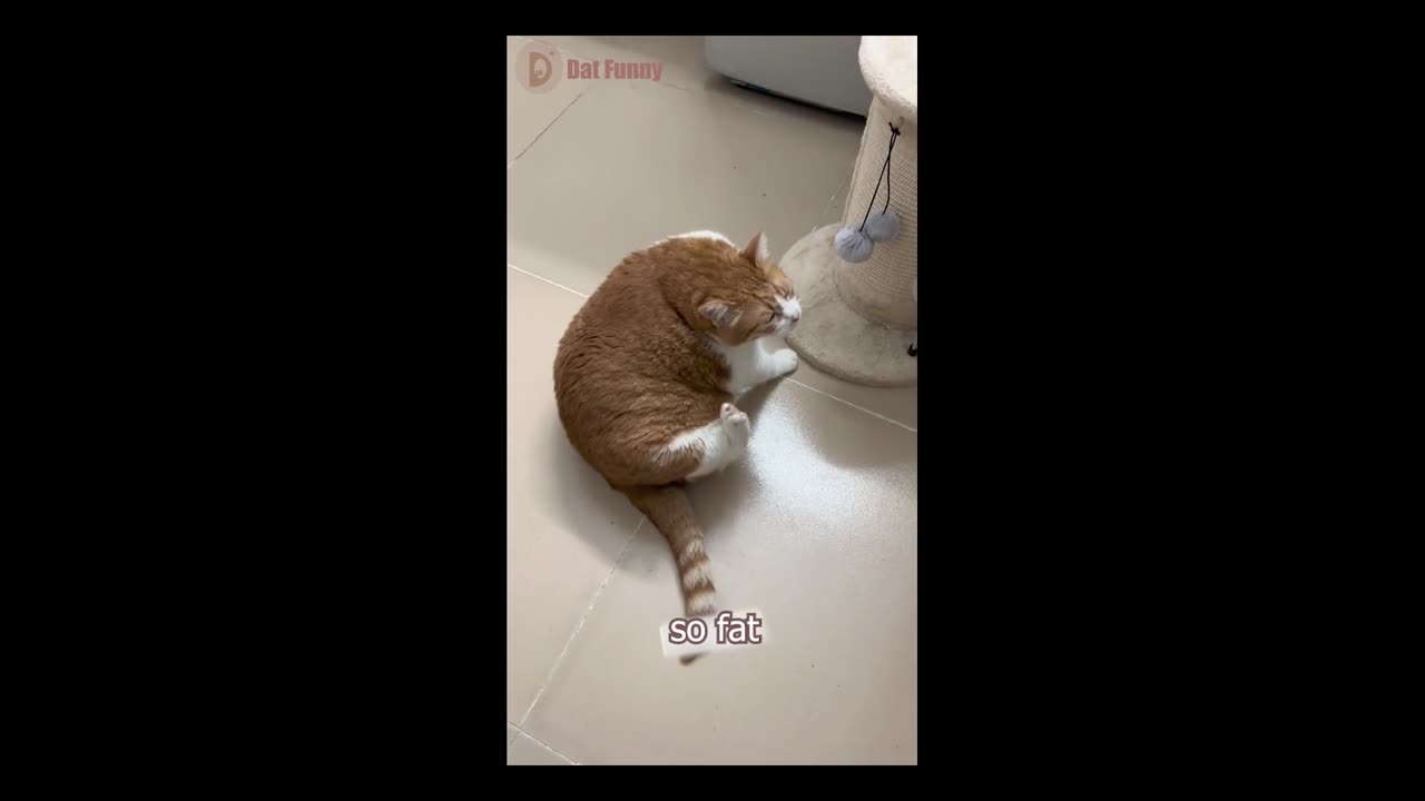 Funny and Relax with lovely pets 6