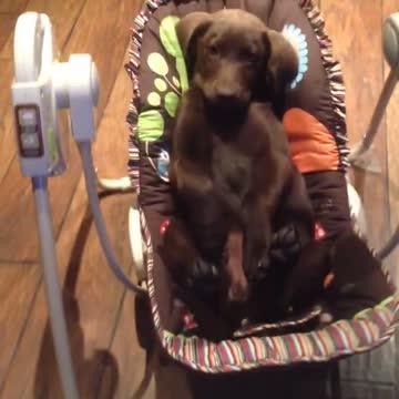 Cachorro de Labrador se relaja en una hamaca para niños