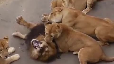 Lion attack