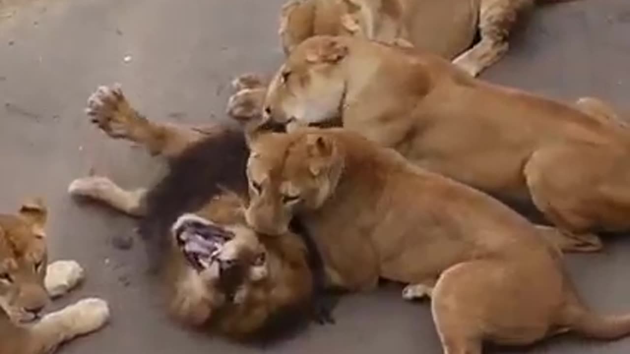 Lion attack