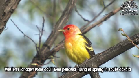 Western tanager male adult lone perched flying in spring in south dakota