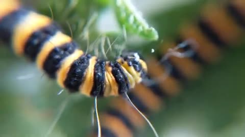 Cinnabar Caterpillars feeding