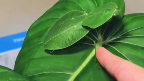 Green leaf shaped praying mantis 😊