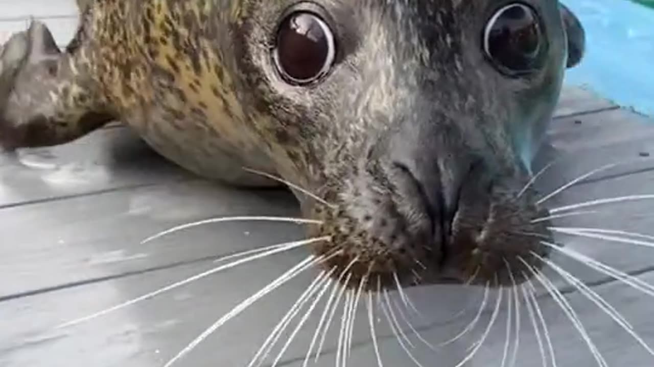 Funny animals video