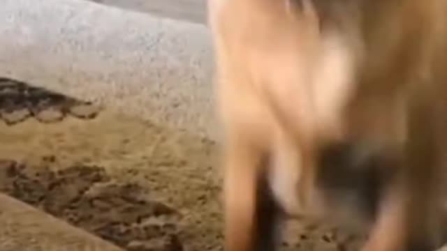 funny cat and dog
