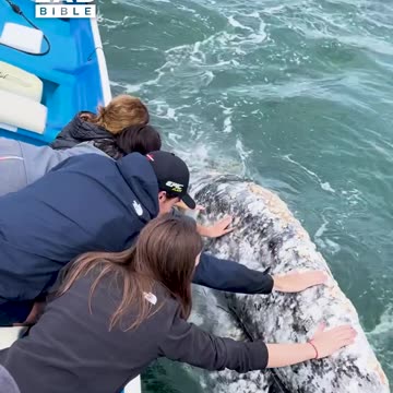 Ever Seen A Whale Wanting To Be Petted? 😮🐋