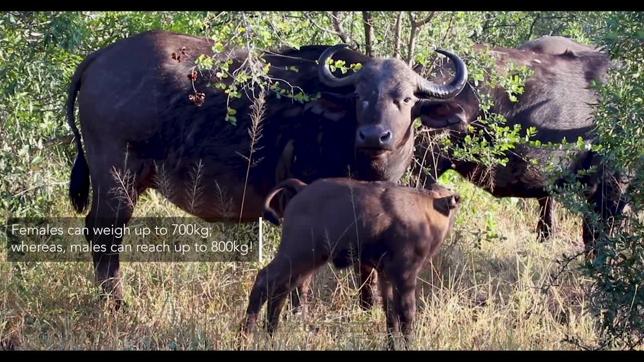 Top most dangerous animals in africa