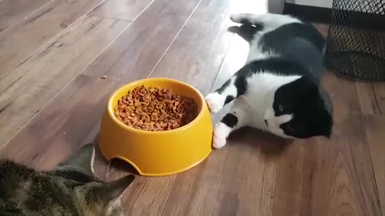 Funniest Cats Videos That Will Make You Laugh Funny Animal Videos 2023 Part 14πΌπΉπ
