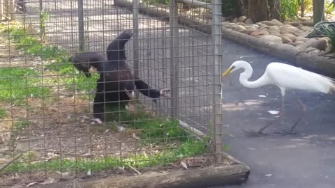 Eagle Attacks Bird That Tries To Take It's Food