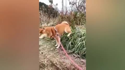 Funny animal videos