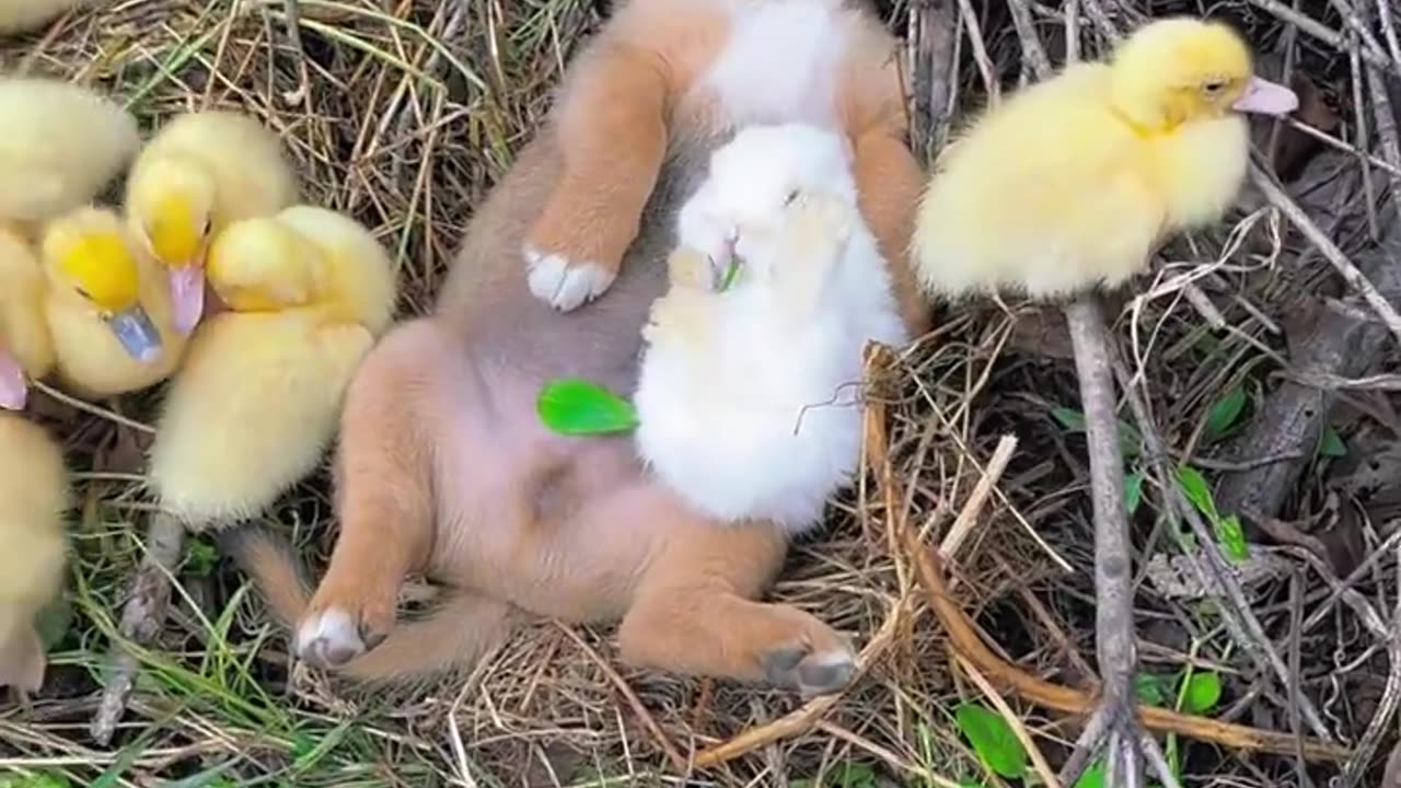 The dog puts the rabbit to sleep. Coaxed myself to sleep #cutepet# rabbit