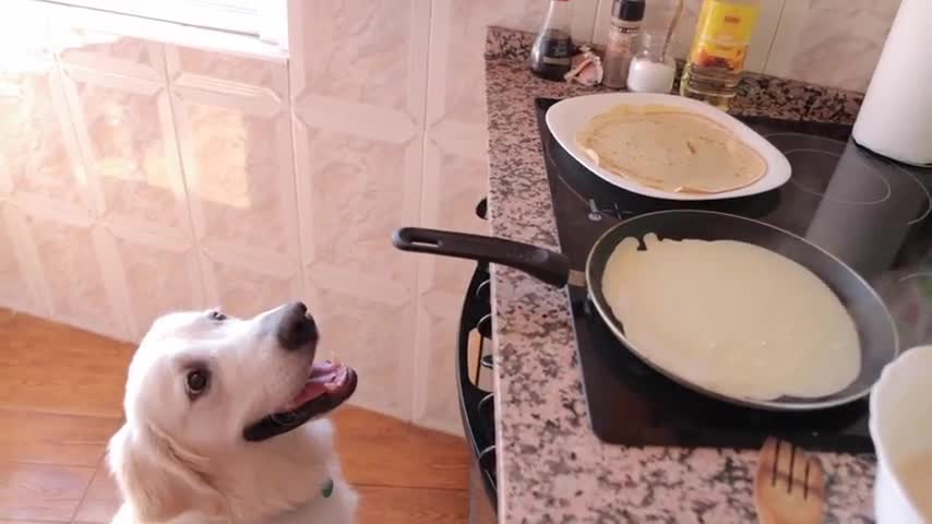 Funny Chef Dog Makes Crepes Cute Golden Retriever Puppy Bailey