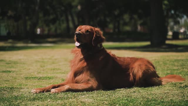 SAC: GOLDEN RETRIEVER EM ESPACO PEQUENO