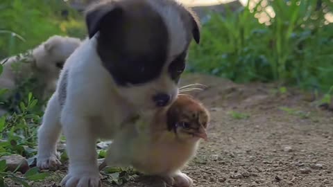 This puppy loves the chick 🐥