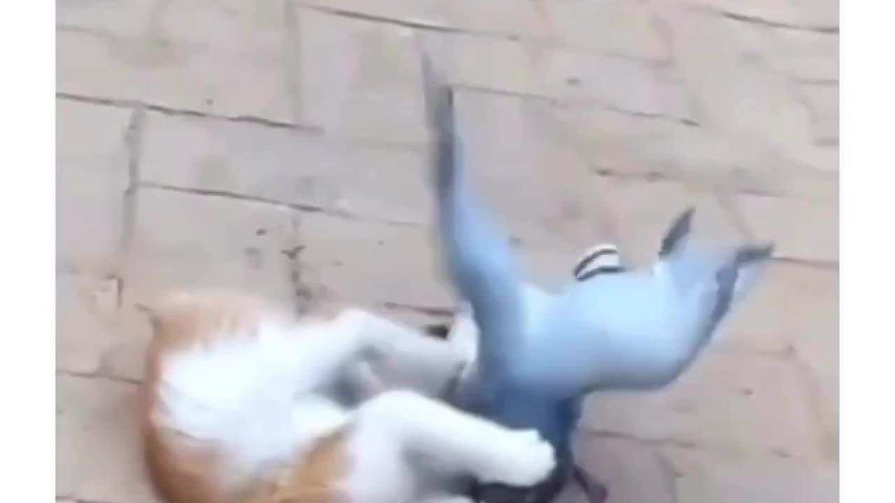 Cat and pigeon fighting